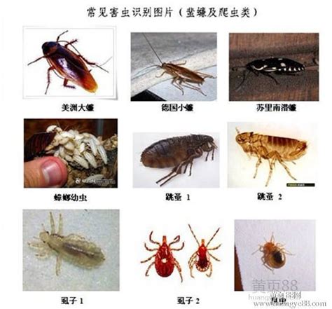 米象房間|台灣常見的居家害蟲